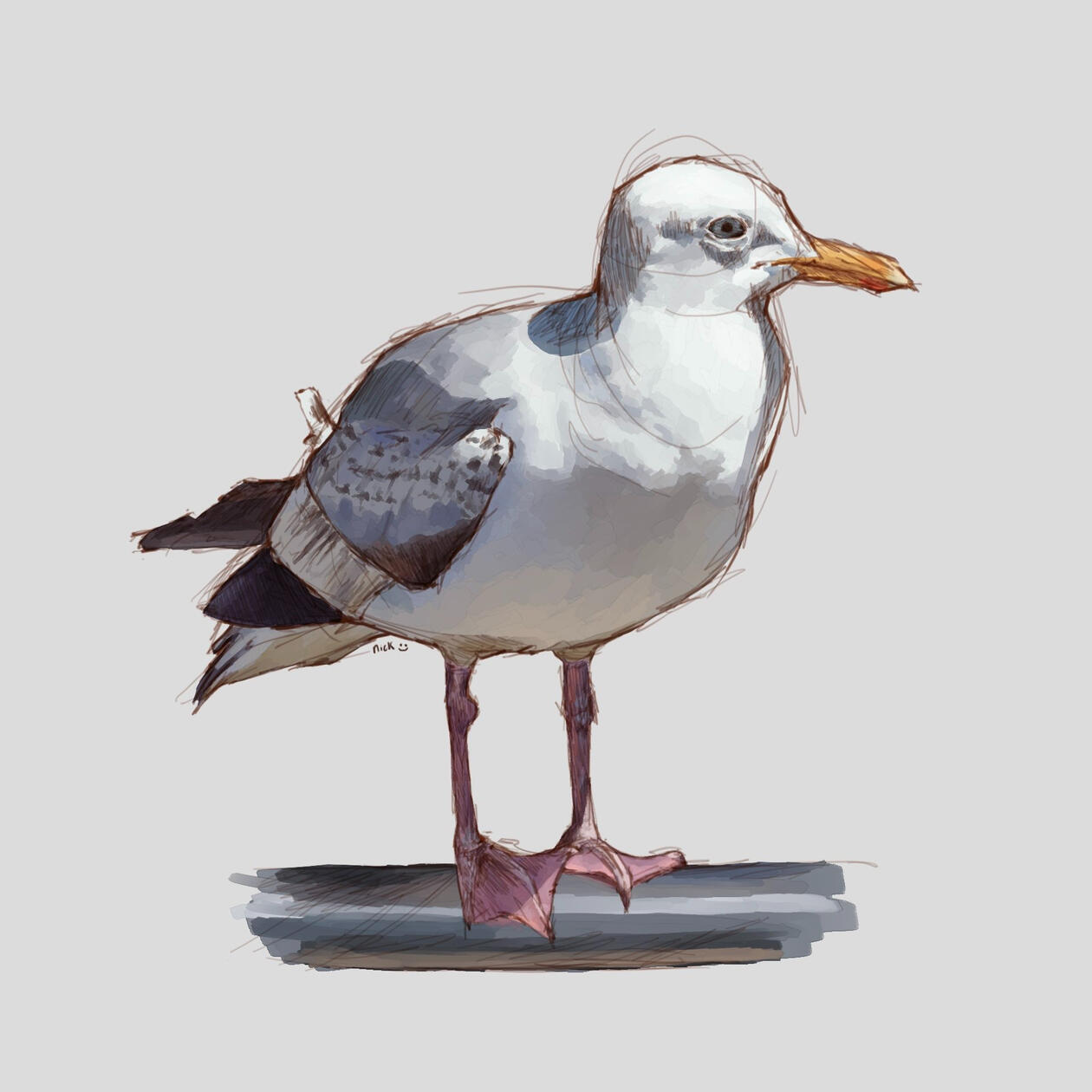 2023, seagull study