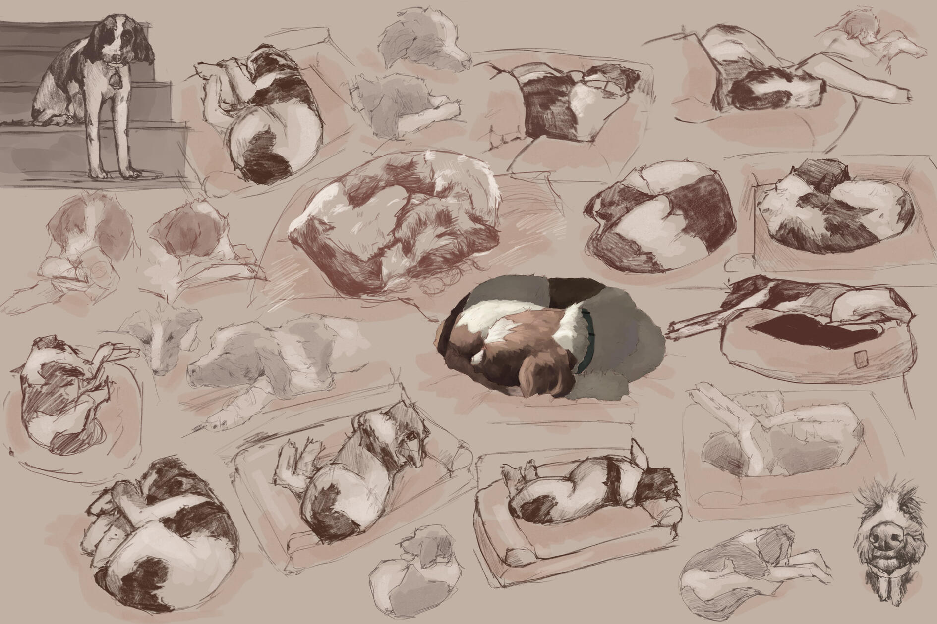 2025, collected drawings of my dog