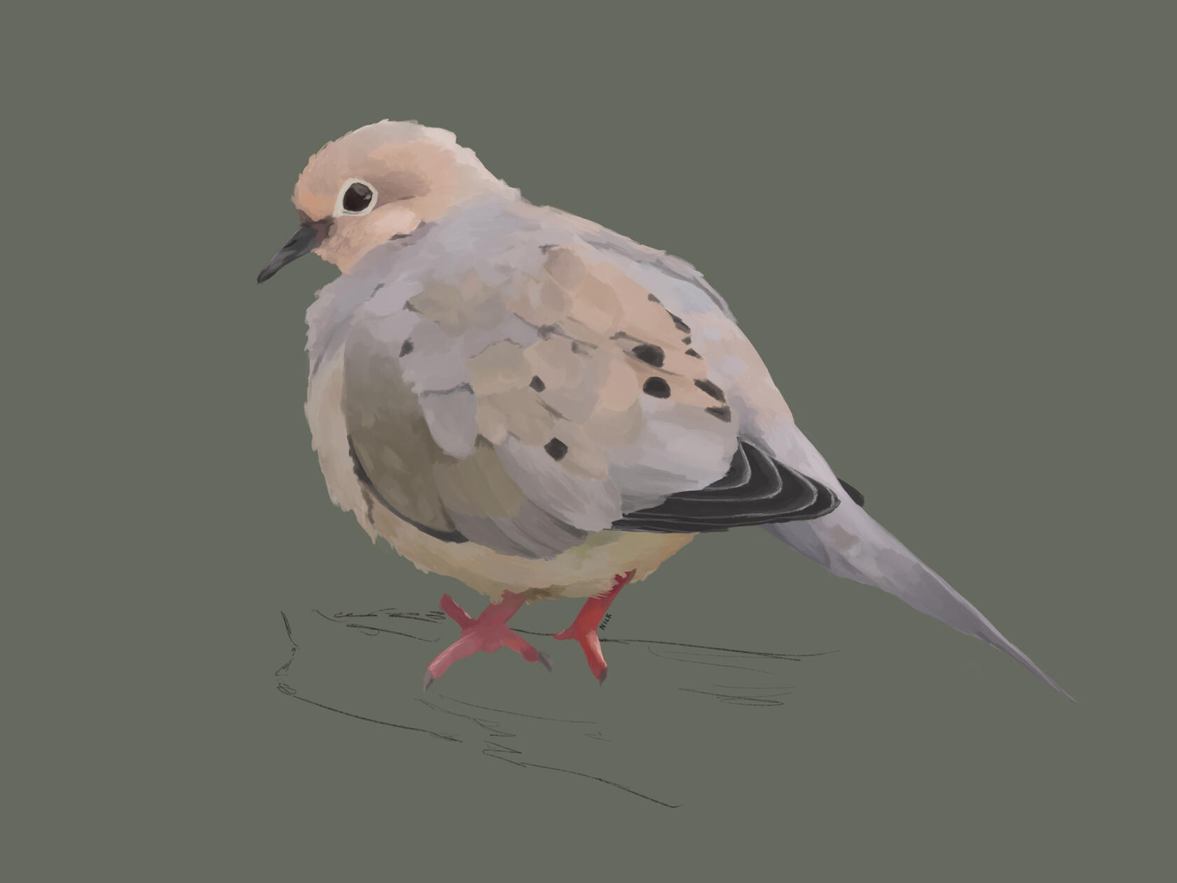 2024, study of a mourning dove, assignment